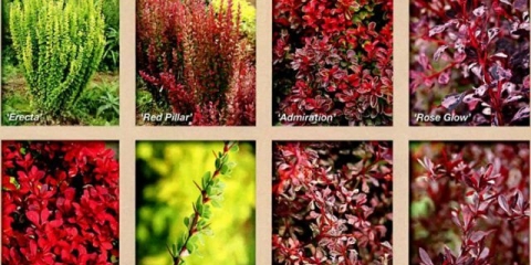 Reprodukcija reznica žutika: proljeće, ljeto i jesen