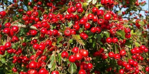 Reprodukcija sjemena gloga kod kuće