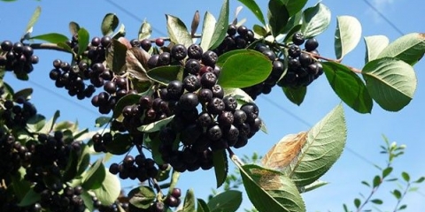 Reprodukcija aronije