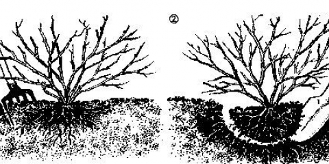 Razmnožavanje jelena reznicama u proleće, sadnja i njega
