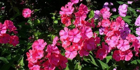 Reprodukcija floksa ljeti reznicama