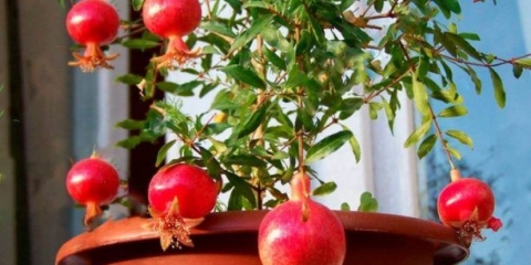 Reprodukcija reznica nara kod kuće