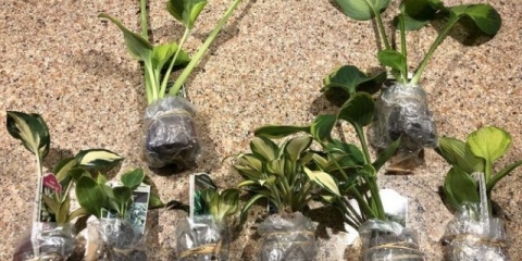 Reprodukcija domaćina: pojmovi, metode, pravila, savjeti