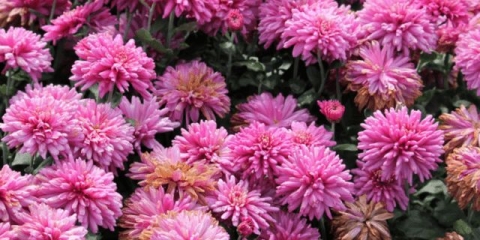 Reprodukcija krizantema kod kuće iu vrtu