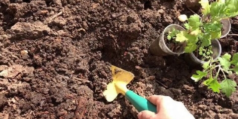 Reprodukcija krizantema