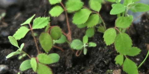 Reprodukcija i uzgoj divlje ruže iz sjemena kod kuće