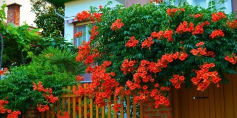 Razmnožavanje kampsis reznicama, sjemenkama