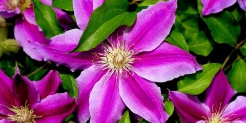 Reprodukcija reznica klematisa ljeti