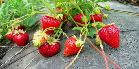 Razmnožavanje jagoda brkovima ljeti