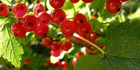 Razmnožavanje reznicama crvene ribizle u proljeće