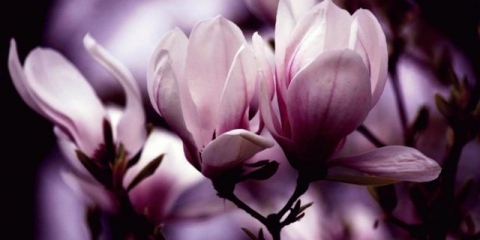 Razmnožavanje magnolije: reznice, sjemenke, kod kuće