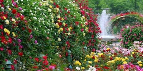 Razmnožavanje ruža penjačica reznicama