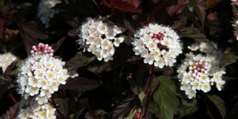 Reprodukcija vezikula