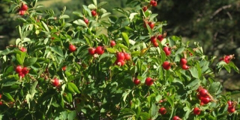 Razmnožavanje šipka reznicama: proljeće, ljeto, jesen