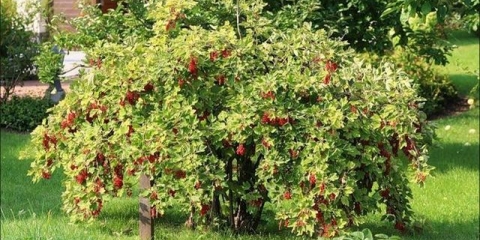 Reprodukcija reznica ribizle u proljeće