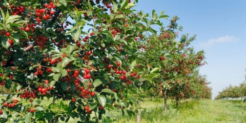 Razmnožavanje trešnje: metode i pravila za brigu o sadnicama
