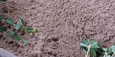 Razmnožavanje orlovih noktiju reznicama: u ljeto, proljeće i jesen