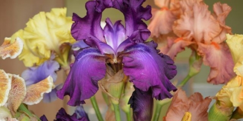 Sorte i sorte perunika sa fotografijama i imenima