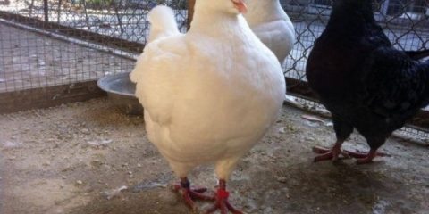 Uzgoj golubova kod kuće za početnike