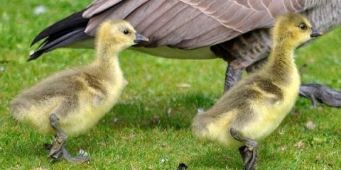 Uzgoj i držanje gusaka kod kuće