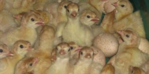 Uzgoj i uzgoj purana kod kuće za početnike