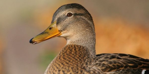 Uzgoj i uzgoj pataka kod kuće za početnike