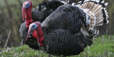 Uzgoj purana kod kuće