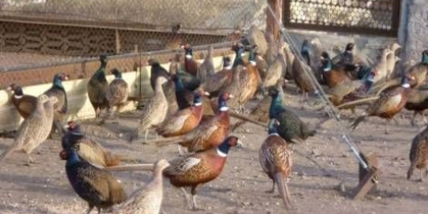 Uzgoj, hranjenje, inkubacija fazana kod kuće za početnike