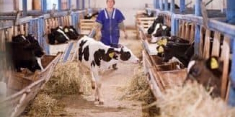 Uzgoj krava i uzgoj goveda kod kuće