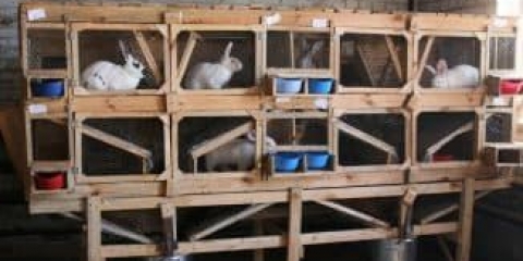 Uzgoj zečeva: karakteristike kućnog i farmskog sadržaja