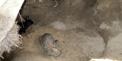 Uzgoj zečeva u jami