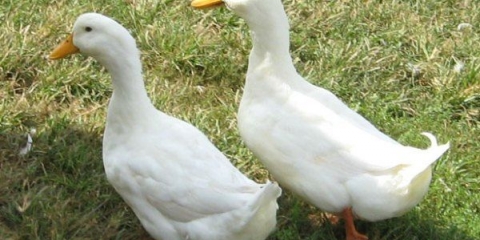 Uzgoj pekinških pataka kod kuće