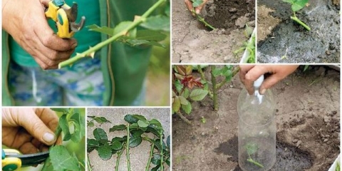 Uzgoj ruža reznicama kod kuće