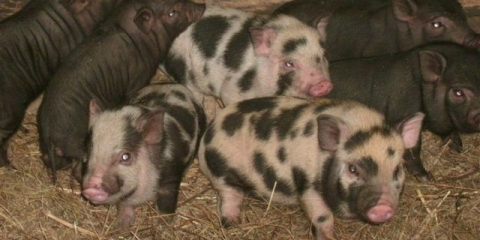 Uzgoj svinja za početnike