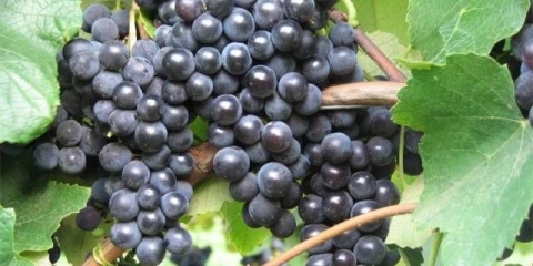 Isabella recept za domaće vino od grožđa