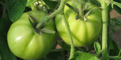 Recept za zeleni paradajz sa belim lukom za zimnicu