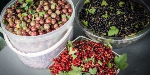 Recepti za domaći liker od ogrozda sa i bez votke