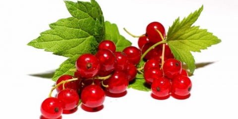 Recepti džema od crvene ribizle