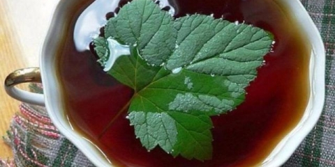 Recepti za kvas od ribizle