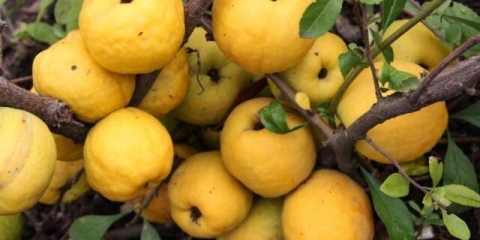 Recepti za pripremu vina od japanske dunje kod kuće