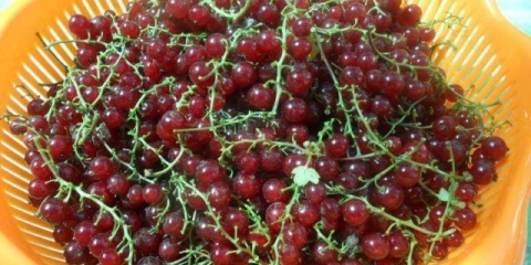 Recepti za sirup od ribizle za zimu: od crvene i crne