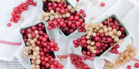 Recepti soka od bijele i crvene ribizle za zimu