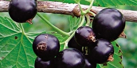 Recepti za sorbet od crne ribizle