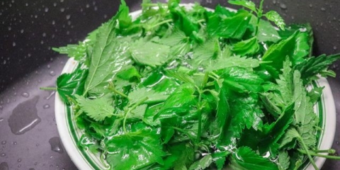 Recepti za berbu koprive za zimu