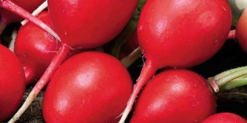 Šampion rotkvica: opis i fotografija, recenzije