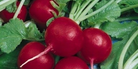 Rotkvica diego f1: opis, fotografija, recenzije