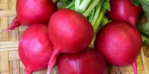 Radish duro krasnodar
