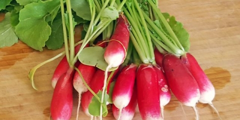 Francuski doručak od rotkvica