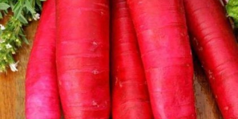 Rotkvica crveni div: opis, fotografija, recenzije