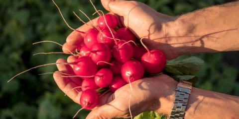 Alice's dream radish f1: recenzije + fotografije